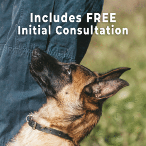 dog training focus