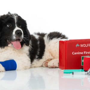 canine first aid